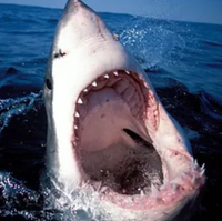 The 10th Annual Shark Week 5K At Caddys Indian Shores - Indian Shores, FL - f4fdd28d-0690-4109-b58f-b8789ade205c.png