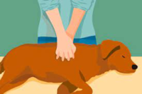 Dog First Aid and CPR - San Diego, CA - race139715-logo.bJH9tN.png