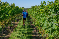 2023 Wine Run at Westport Rivers Vineyard and Winery - 5k - Westport, MA - 1552074.jpg