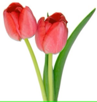 Tulip Trot 5k - Mecklenburg, NY - race159835-logo.bLWmLX.png