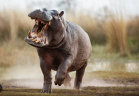 Hippo Trail Fest - Hutto, TX - genericImage-websiteLogo-234989-1722789026.557-0.bMR6YI.png