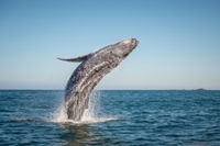 Meet at: Whale Watching Tour - San Diego, CA - genericImage-websiteLogo-241262-1731099928.3882-0.bNlN0y.jpg