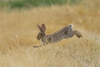 Bartley Bunny Run - Reno, NV - genericImage-websiteLogo-244578-1735506609.3803-0.bNCBQX.jpg