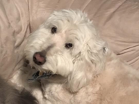 Run to Remember: In Honor of Our Beloved Pets - Madison, CT - genericImage-websiteLogo-244907-1767724500.506-0.bPxvxu.png