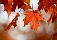 2025 Leaf Peeper Half Marathon - Cortland, NY - genericImage-websiteLogo-245624-1736884749.9371-0.bNHSin.jpg