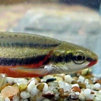 Race to Save the Laurel Dace - Spring City, TN - genericImage-websiteLogo-244984-1738342441.5982-0.bNNqaP.jpg