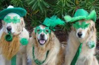 Shamrock'in The Block Lucky Dawg Rescue Charity 5K Run / Fun Run and Walk - Cotter, AR - genericImage-websiteLogo-248585-1740246932.0281-0.bNUG-u.jpg