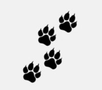 Run for 4 Paws - Charlotte, NC - race132384-logo-0.bIVhuU.png