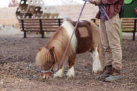 Little Ponies, Big Stories on RACEPLACE.com Little Ponies, Big Stories - San Diego, CA - genericImage-websiteLogo-254513-1747333120.3689-0.bOjJaa.jpg