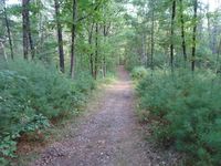 2025 Upton 10.5K and Half Marathon Trail Race - Upton, MA - 4c405a16-d448-44ad-96a8-402d8a1f4403.jpg