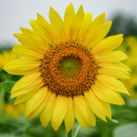 Crawford Sunflower Farm 5k Fun Run - Crawford, TX - genericImage-websiteLogo-282261-1778279345.9648-0.bP_MoX.png