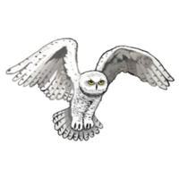 Snowy Owl Trail Race - North Salem, NY - genericImage-websiteLogo-292407-1791044750.999-0.bQWsYo.png