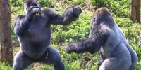 Bodies in Motion - Escape from the Zoo: The Great Gorilla Getaway - San Diego, CA - https_3A_2F_2Fcdn.evbuc.com_2Fimages_2F48830509_2F24280562460_2F1_2Foriginal.jpg