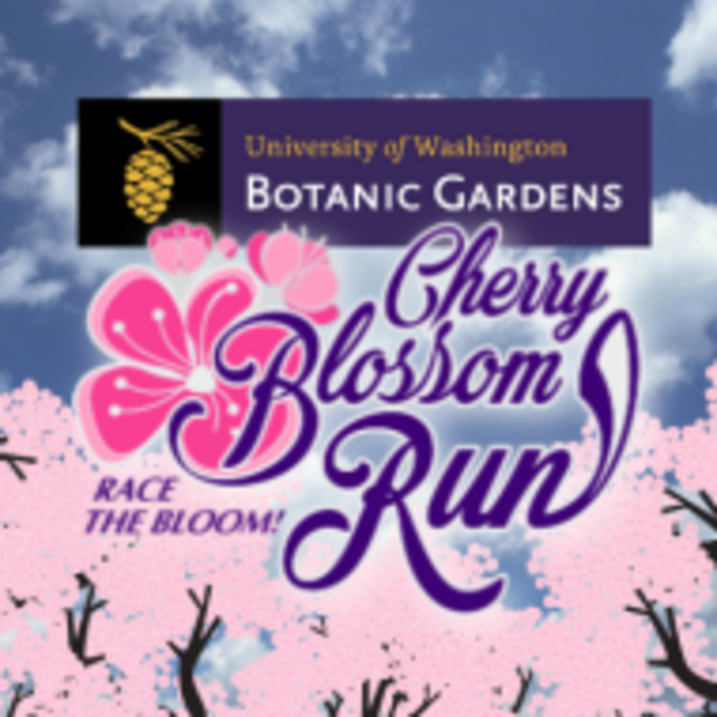 UW Cherry Blossom Run Seattle, WA 5k Running
