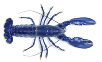 Blue Lobster 4-Miler on RACEPLACE.com Blue Lobster 4-Miler - Kennebunk, ME - race62290-logo.bBb1dW.png