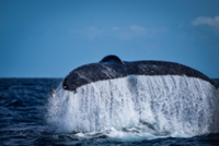 Whale Watching Outing on RACEPLACE.com Whale Watching Outing - San Diego, CA - race103192-logo.bFSVXm.png